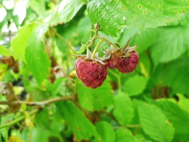 29.7.2013 - Himbeerernte vorbei