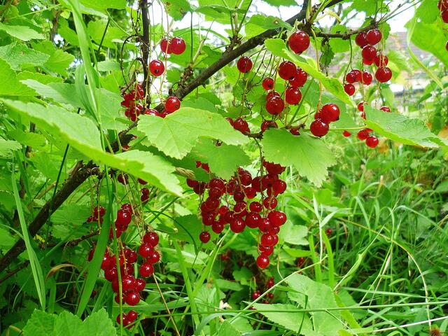 29.7.2013 - Rote Johannisbeeren reif - vor der Ernte