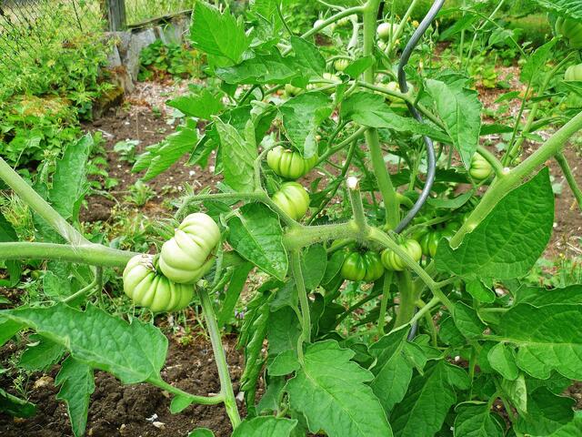 29.7.2013 - Tomaten