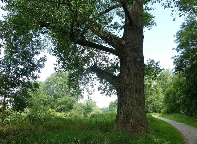 Der Weg an der Ihme entlang