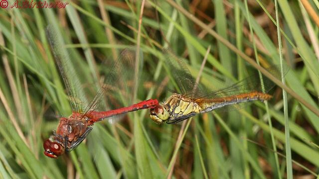 Tandem der Blutroten Heidelibelle (Sympetrum sanguineum)