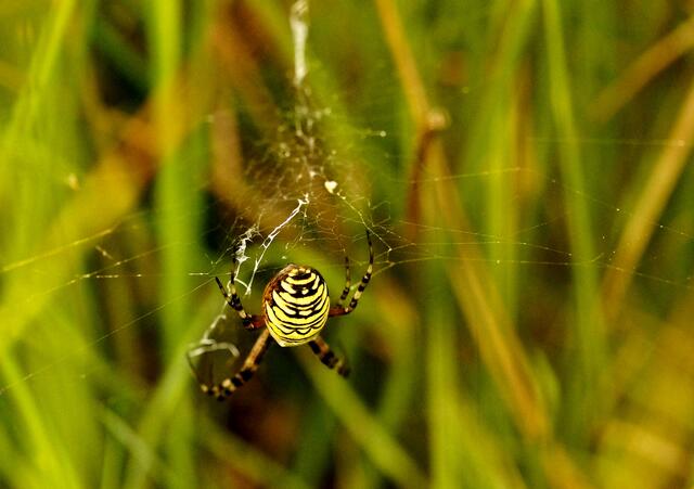 Eine Wespenspinne (Argiope bruennichi) - das große Weibchen (14-17 mmm). Männchen haben nur eine Körperlänge von 4-6 mm. Die reifen Männchen treten im Juli und August auf, die Weibchen bis in den September.
Die Männchen werden nach der Paarung getötet und verzehrt. Selten gelingt die Flucht unter Verlust einzelner Beine.