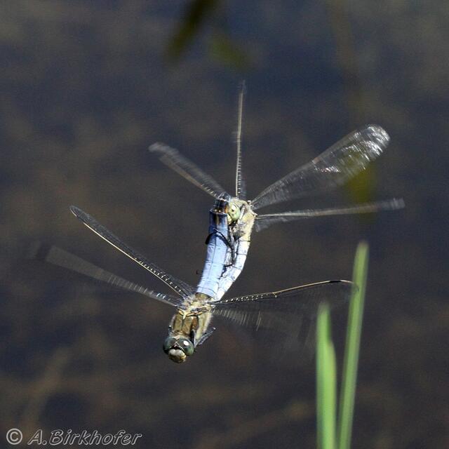 Paarungsrad des Großen Blaupfeils im Flug
