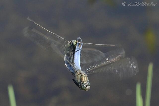 Paarungsrad des Großen Blaupfeils im Flug