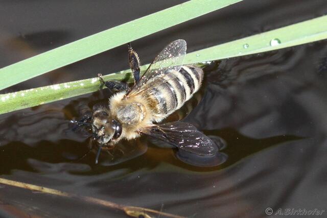 ups, wieder ins Wasser?