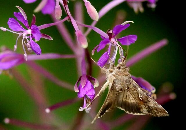 Die Vorderflügel der Gammaeule (Autographa gamma) sind graubraun oder rötlichbraun gefärbt und tragen schwarzbraune bis rötlichbraune Zeichnungen. Gut erkennen wir in der Flügelmitte die namensgebende, silbrigweiße "Gamma-förmige" Zeichnung.