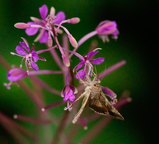 Zahlreich tritt die Gammaeule (Autographa gamma) in den Hochsommermonaten in Erscheinung. Hier konnten wir sie in einer großen Anzahl am Waldrand an größeren Beständen des Schmalblättrigen Weidenröschens (Epilobium angustifolium) beobachten. Sie ist der häufigste Wanderfalter Mitteleuropas. Sie ist aber auch hier heimisch. Die Falter können überwiegend nachts - siehe Beitrag: http://www.myheimat.de/burgwedel/natur/faszination-nachtfalter-d117291.html , aber auch am Tag beim Blütenbesuch beobachtet werden.