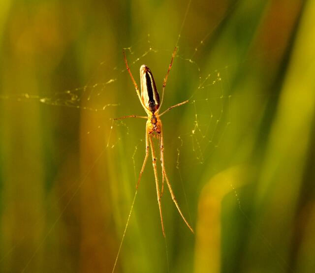 In der Wiese am Rande eines Teichbiotops konnte auch diese Streckerspinne entdeckt werden.