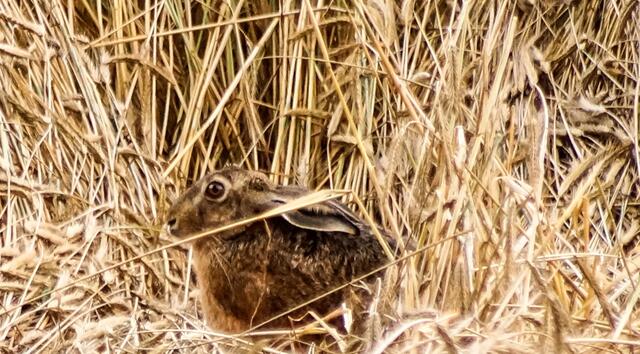 Bald verliert der Feldhase seine schützende Deckung im Getreidefeld...
