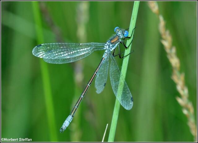 Glänzende Binsenjungfer (Lestes dryas) Männchen.