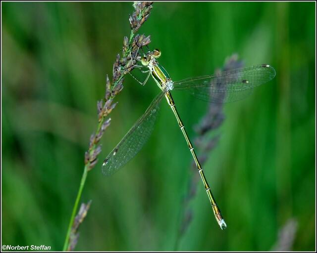 Südliche Binsenjungfer (Lestes barbarus). Männchen