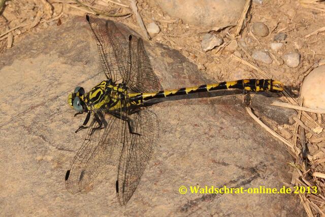 Ein erwachsenes Männchen der Großen Zangenlibelle (Onychogomphus uncatus) beim Sonnen.