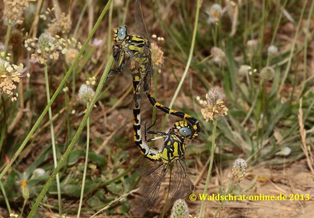Ein Paarungsrad (Kopula) der Großen Zangenlibelle (Onychogomphus uncatus) in der Vegetation an einem Bachlauf sitzend.