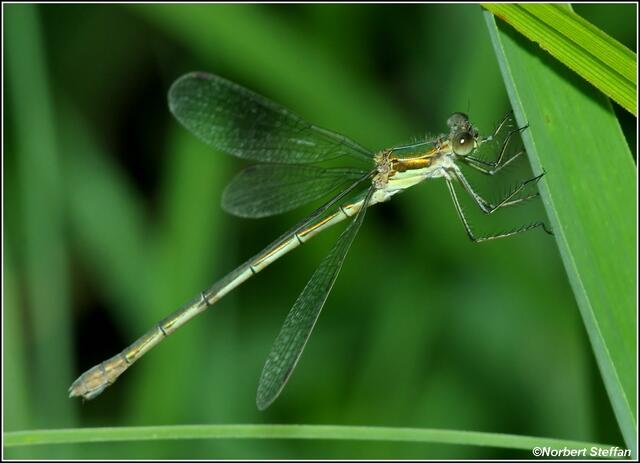 Kleine Binsenjungfer (Lestes virens) Weibchen