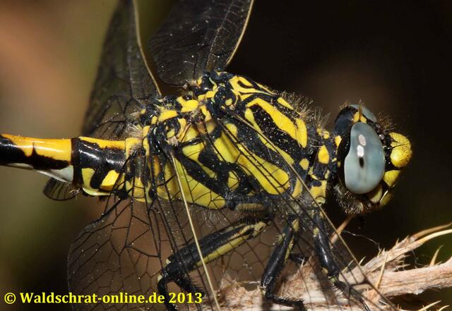 Close - Up eines erwachsenen Männchens  der Großen Zangenlibelle. Beachte die Graublauen Augen und die schwarz-gelbe Thoraxzeichnung.