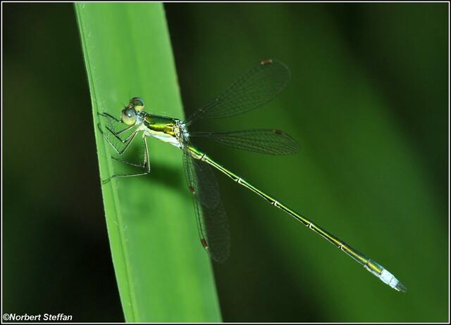 Kleine Binsenjungfer (Lestes virens) Männchen.