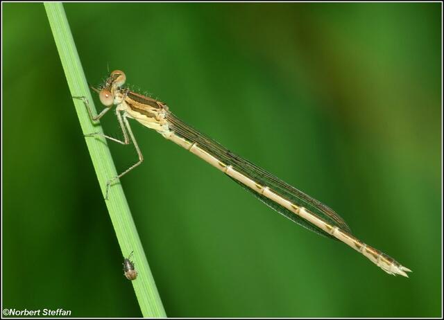 Gemeine Winterlibelle (Sympecma fusca).