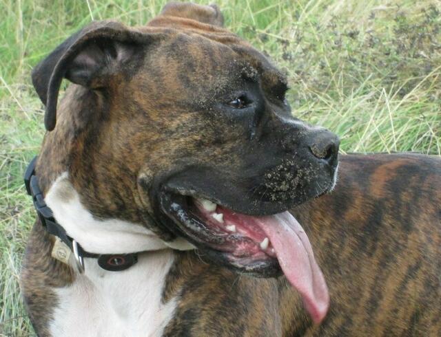 Hund sein !