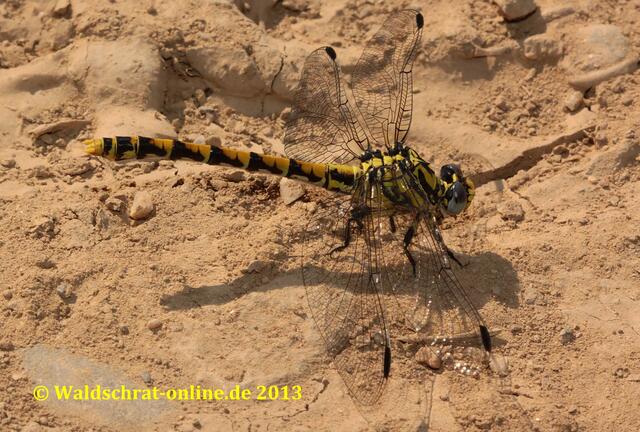 Ein erwachsenes Weibchen der Großen Zangenlibelle (Onychogomphus uncatus) in einer heißen Steinwüste Südfrankreichs.