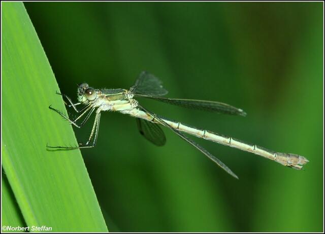 Glänzende Binsenjungfer (Lestes dryas) Weibchen.