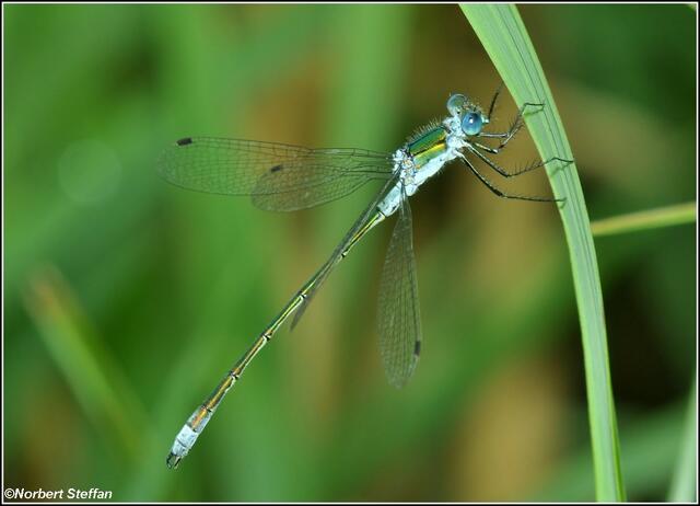 Gemeine Binsenjungfer (Lestes sponsa) Männchen.