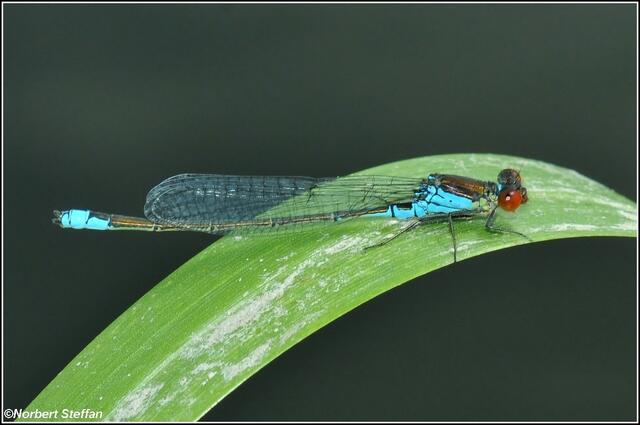 Kleines Granatauge (Erythromma viridulum). Männchen