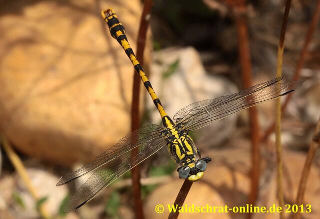 Ein reifes Männchen der Großen Zangenlibelle (Onychgomphus uncatus) sitzt in seinem Revier auf einem Ausguck und hält nach Weibchen Ausschau.