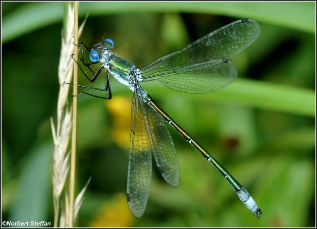 Glänzende Binsenjungfer (Lestes dryas) Männchen.