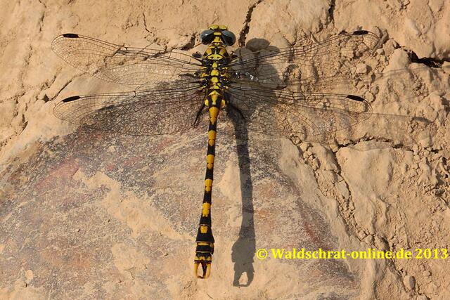 Ein erwachsenes Männchen der Großen Zangenlibelle (Onychogomphus uncatus) in der Draufsicht.