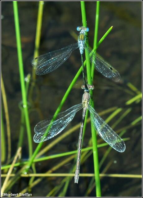 Gemeine Binsenjungfer (Lestes sponsa)