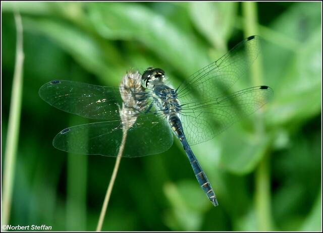 Schwarze Heidelibelle (Sympetrum danae). Männchen