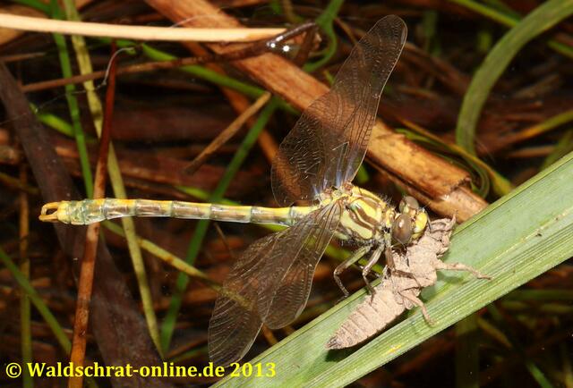 Ein Männchen der Großen Zangenlibelle (Onychogomphus uncatus) auf der Exuvie sitzend, vor dem Jungfernflug.