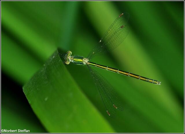 Kleine Binsenjungfer (Lestes virens) Weibchen