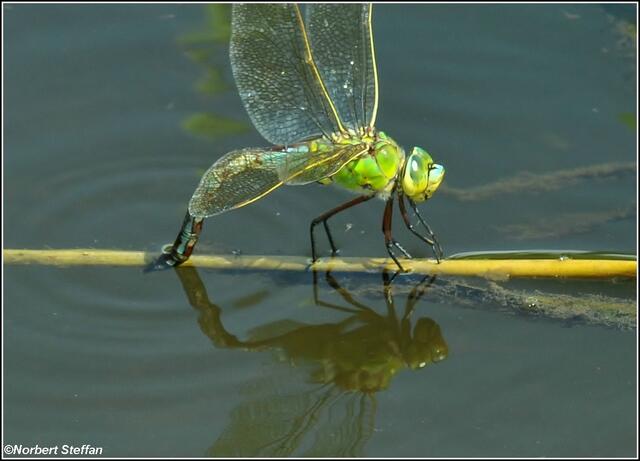 Eiablage Große Königslibelle (Anax Imperator).