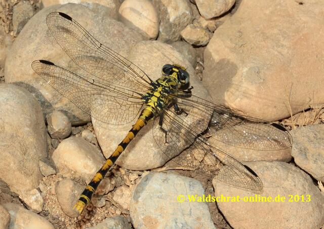 Ein erwachsenes Weibchen der Großen Zangenlibelle (Onychgomphus uncatus) in der Draufsicht.