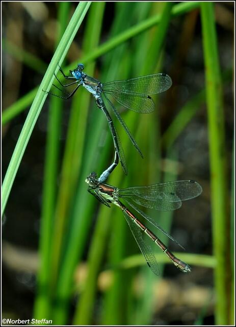 Glänzende Binsenjungfer (Lestes dryas)