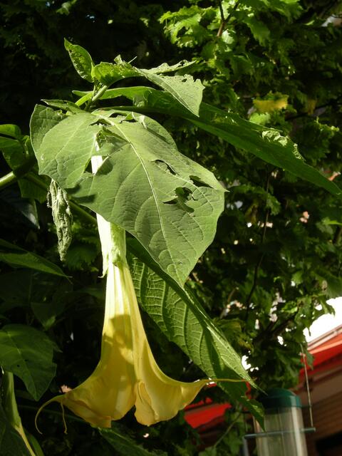 Viele Blätter und Zweige, waren abgeschlagen.             Die Datura stand halb unter einer Kornelkirsche.