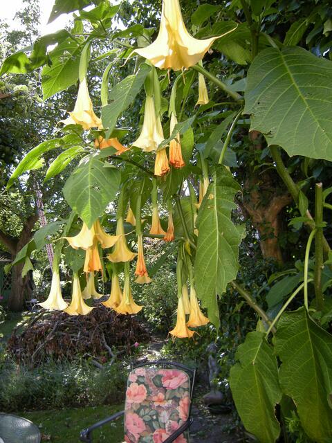 Ohne Leiter nicht zu pflegen.
