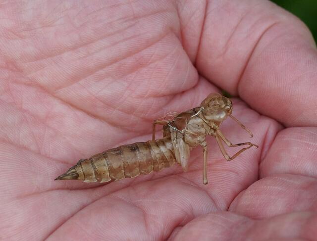 Ist aus dieser Larvenhülle (Exuvie) eine "Grüne Mosaikjungfer" oder eine Blaugrüne Mosaikjungfer geschlüpft?