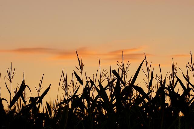 Im Sonnenuntergang starteten die Libellen in großer Anzahl zum Jagdflug...über dem Teich und dem angrenzenden Maisfeld.