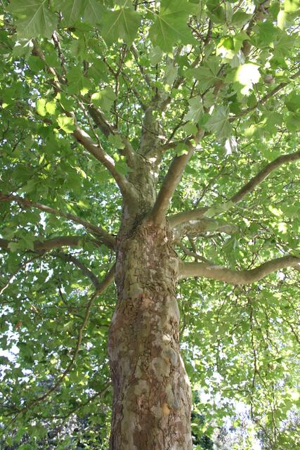 Alis Baum mit Gesicht