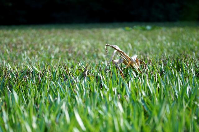 Die Krebsschere bedeckt die Wasseroberfläche in diesem kleinen Habitat, inmitten landwirtschaftlich genutzter Flächen, wie ein Rasen. Sie bietet ideale Bedingungen für die Grüne Mosaikjungfer. Foto aus dem Blickwinkel einer über dem Pflanzenteppich fliegenden Libelle.