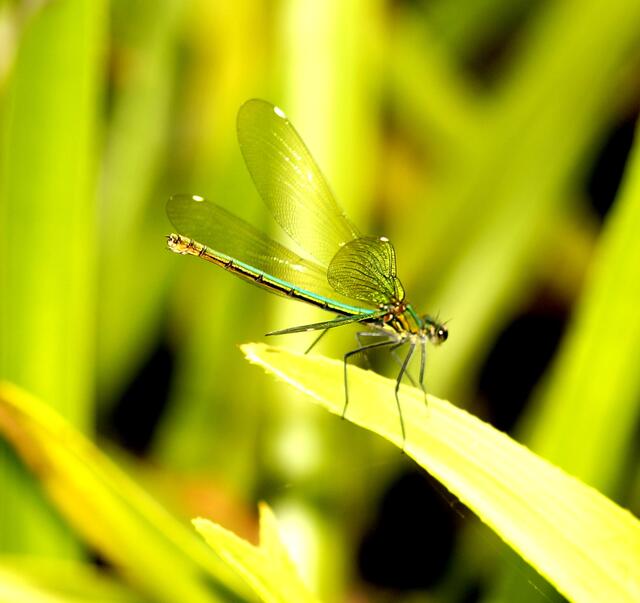 Sie Breitet ihre Flügel aus und zeigt sich in ihrer zarten Schönheit.