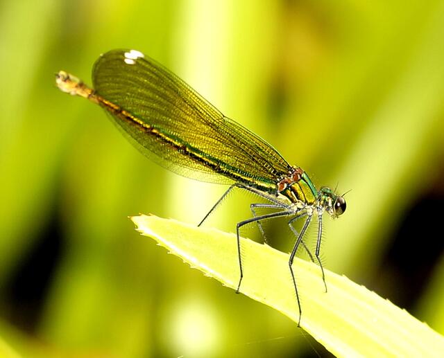 Das Weibchen der Gebänderten Prachtlibelle (Calopteryx splendens) auf einem Blatt der Krebsschere.