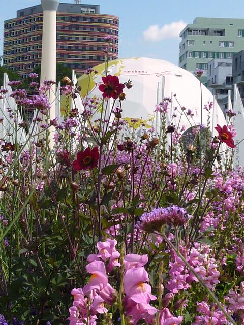 Durch die Blumen betrachtet