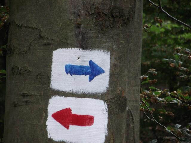 Farbmarkierungen an Bäumen geben dem Wanderer die Sicherheit, auf dem richtigen Weg zu sein.