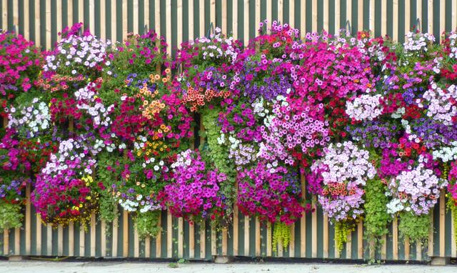 Bepflanzte Wand