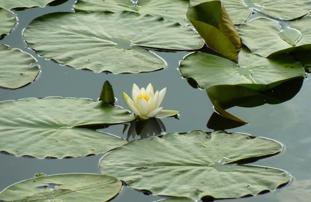 Seerose mit Spiegelbild