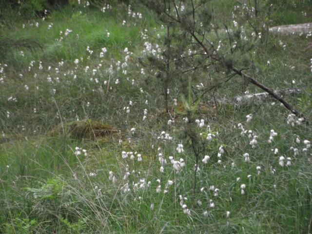 Kurt hinter dem Heidehäuschen erreicht man das Quellgebiet des Hatzbach mit seinen Wollgraswiesen.