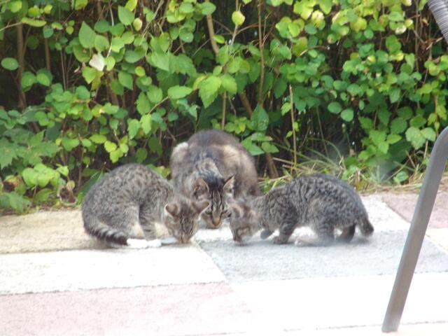 Wir möchten gerne Wildkatzen sein.